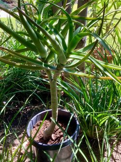 A thriving aloe Medusa