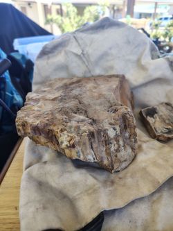 Petrified wood