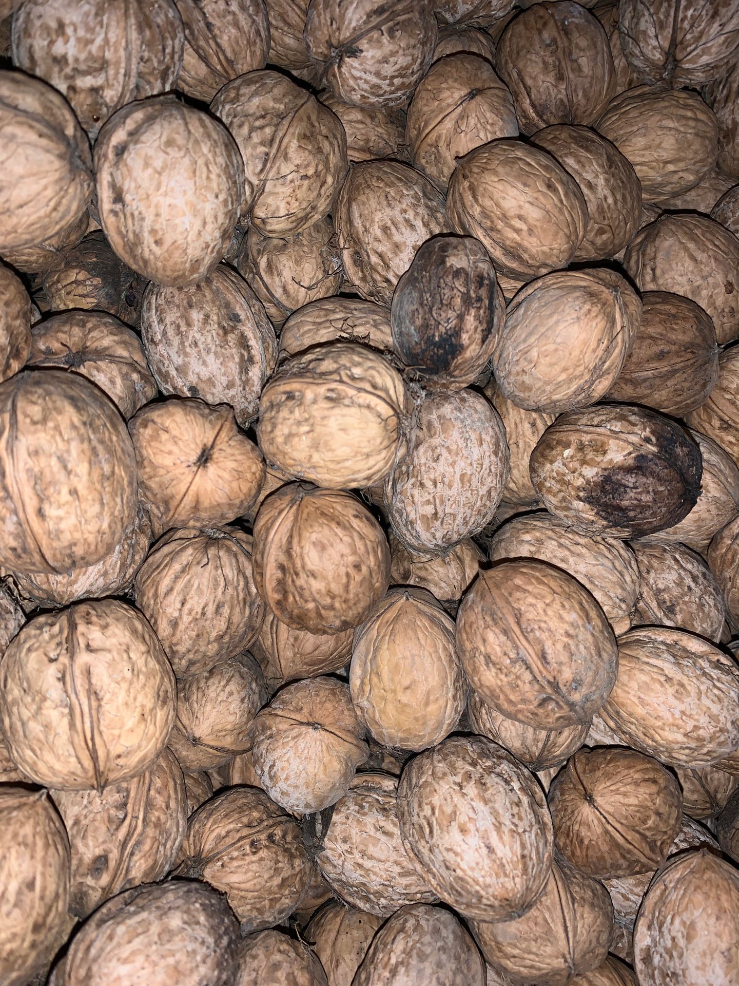 Fresh walnut sell per lbs