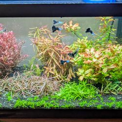 Guppy Grass Aquarium Plants Decor