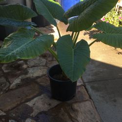 Plant