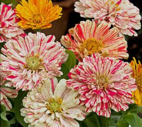 2nd batch 🍭 Reserve Your Rare 'Candy Cane' Zinnias Now!