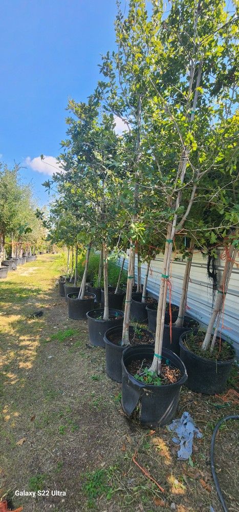 White Oak Trees 30gallon 13ft Tall