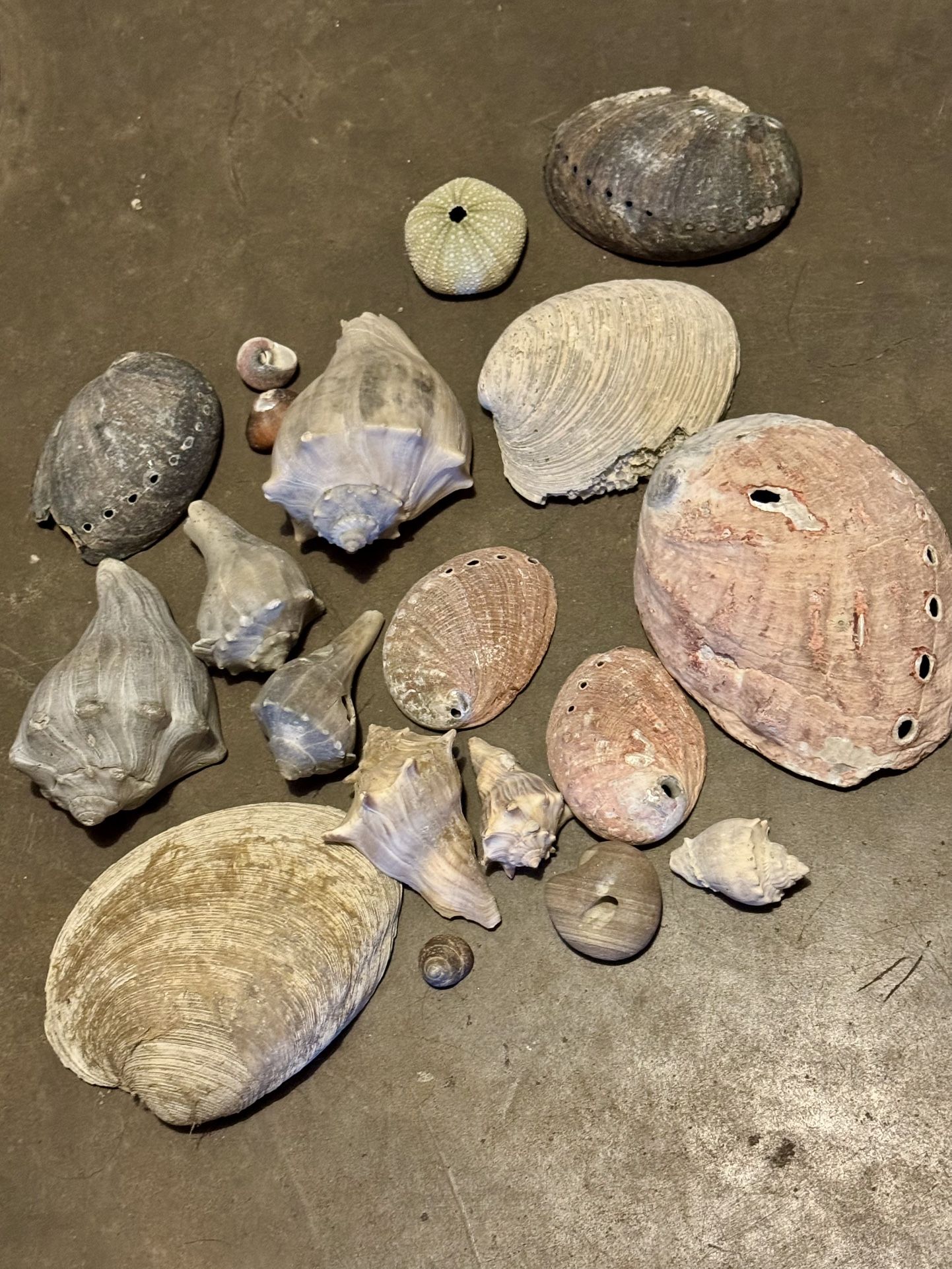 🐚 Large Lot of Seashells – Abalone, Whelks, Clams & More 🌊