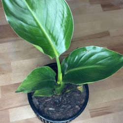 White Bird Of Paradise plant 