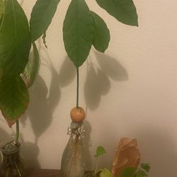 Avocado House plants
