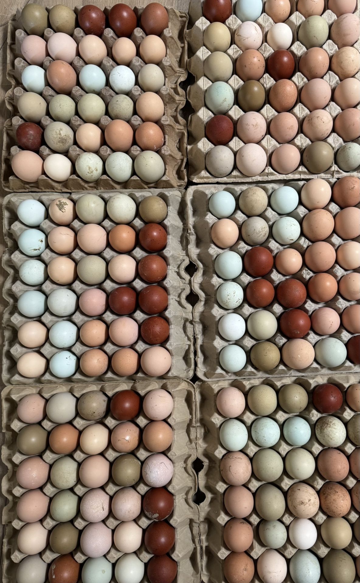 Eggs
