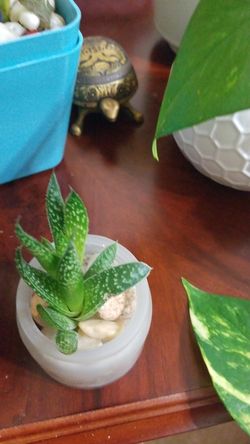 Beautiful succulents , one in frosted jar and mini terracotta pot. Both for $7.00