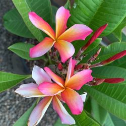 Candy stripe Triple Branch Plumeria  