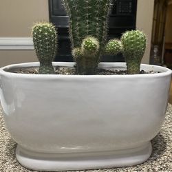 Maceta de Cerámica Con Cactus Naturales