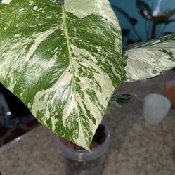 Small, Monstera Albo