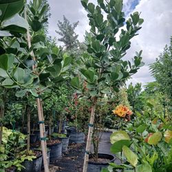 Pitch Apple Trees 10-12ft $200🌳