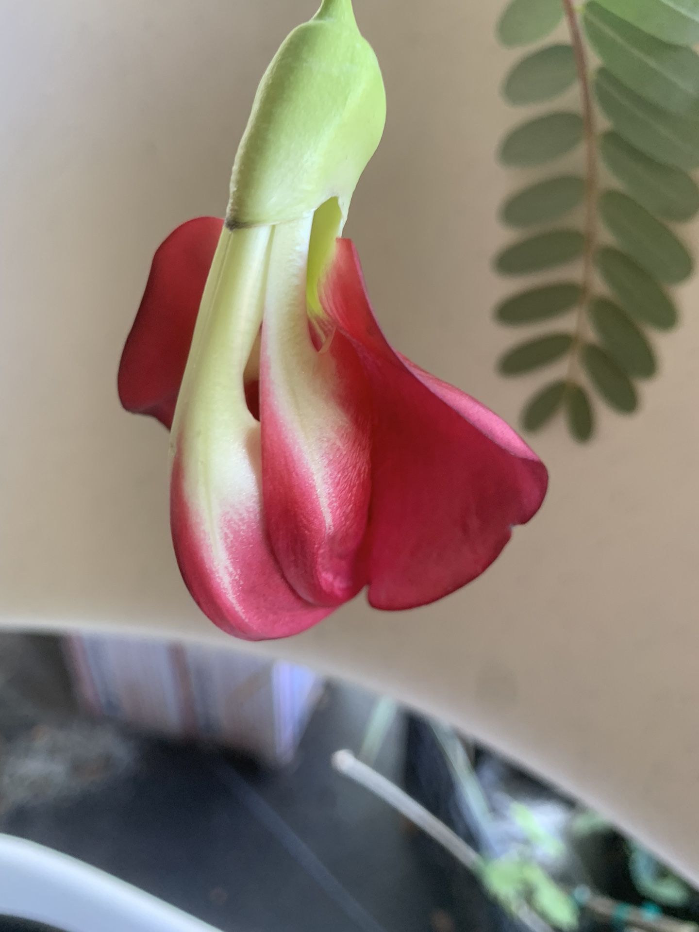 Red or white Hummingbird plant (Sesbania Grandiflora) 12” tall in 6” in pot 