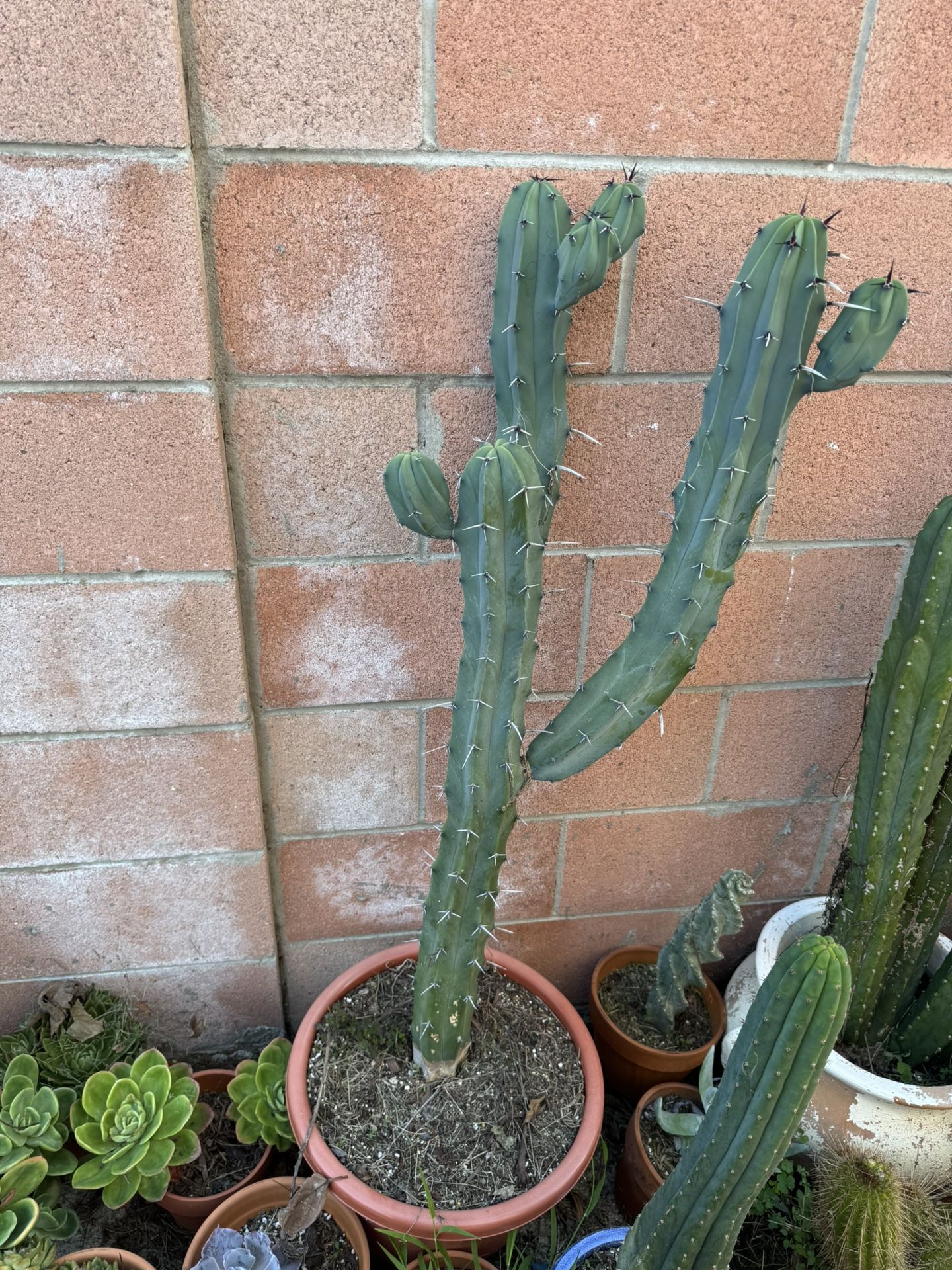 Cactus