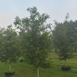 'Live' Oak Trees Delivered And Planted 8ft + Tall 2" Caliber