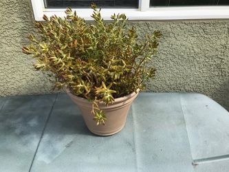 Pretty succulents in a resin pot