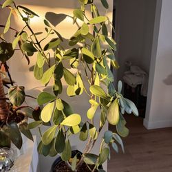 Ficus Autograph Tree Aka Clusia