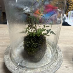 Not Cal Native Terrariums 