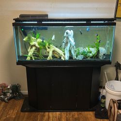 55 Gallon Fish Tank 