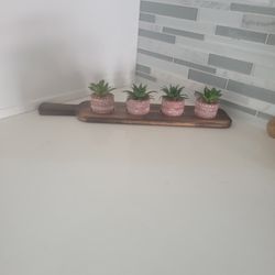 Succulents  Plants Decor 