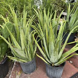 Aloe Vera In 3 gls Pot. SPECIAL PRICE 🤩