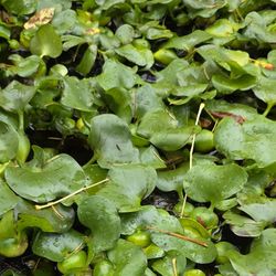 Healthy Water Hyacinth Plants