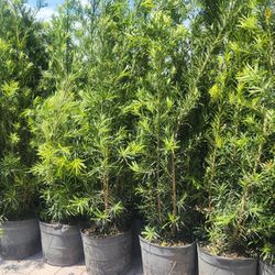 Podocarpus Plants For Privacy !!! About 6 Feet Tall!! Fertilized 