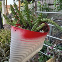 Red Dragon Huernia  Succulent 