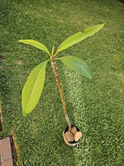 PINK PLUMERIA