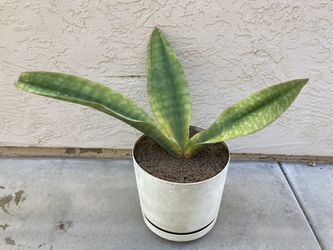 Enormous Whale Fin Snake Plant Dracaena Sansevieria Masoniana In Large Vintage Planter