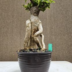 Old Bougainvillea RED Bonsai Tree 
