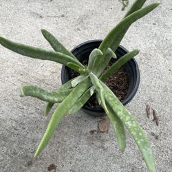 Fingertips Succulent 