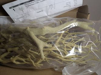 Manzanita Branch Weighted  For Use In Aquarium Or Other Pet Enclosure 