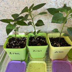 Chile De Arbol Pepper Plants