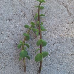 Jade Clippings $5  for 2