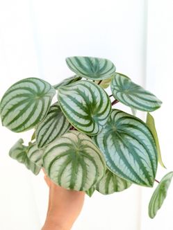 Pepperomia Watermelon Plant 4" Pot - Indoor House Plants