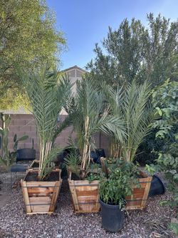 Female Date Palm Trees