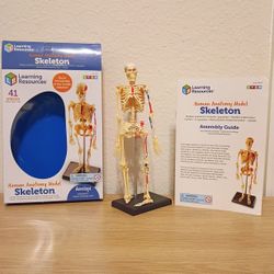Human Anatomy Skeleton Model 41pc (New, Complete Set)
