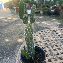 cactus el viejito 