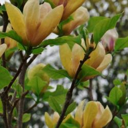 Sunsation Magnolia Tree