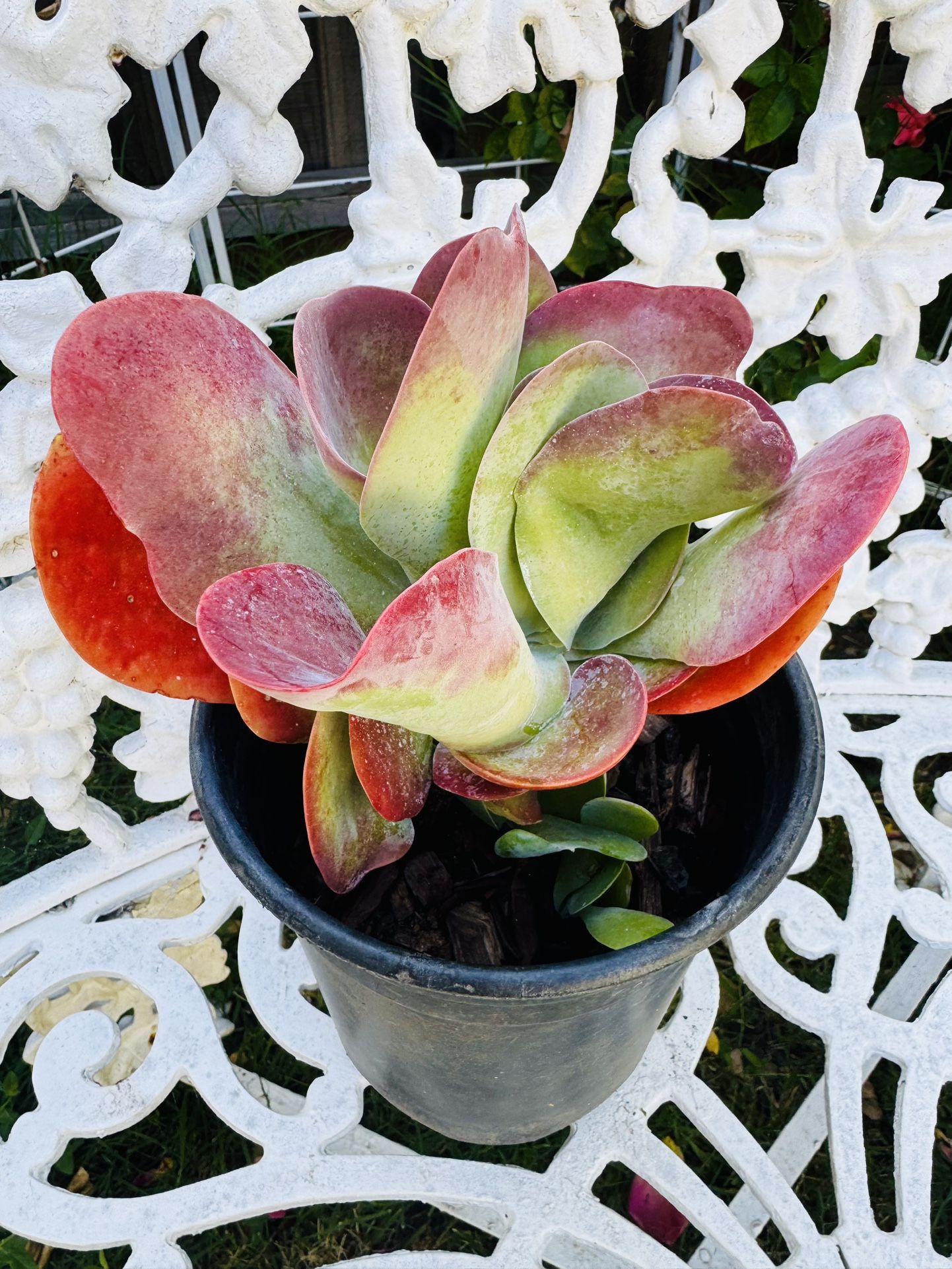 Flapjack Succulent Plan - Easy To Grow 
