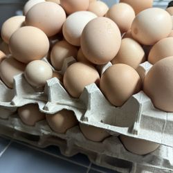 Organic Eggs From Chickens 