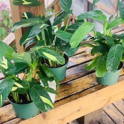 Price is each—Live indoor Brazillian Snow plant in a plastic nursery pot—firm price