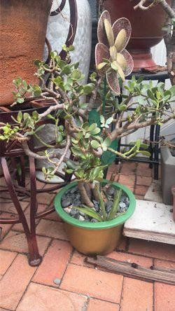 Large Jade plant good and green pot