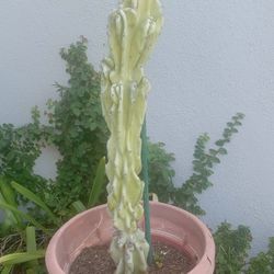 Cactus 🌵