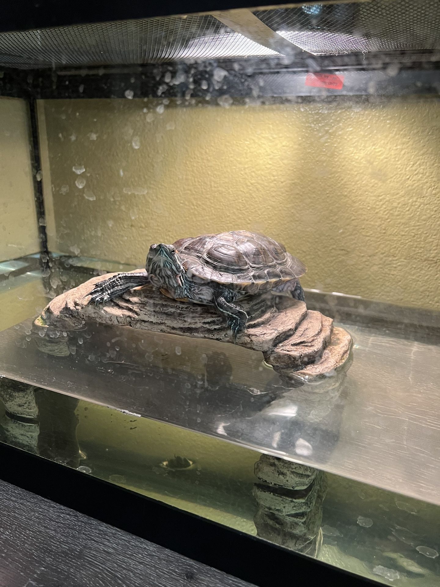 Free Turtle
