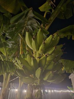 TEXAS GROWN BANANA TREES AVAILABLE FOR SALE