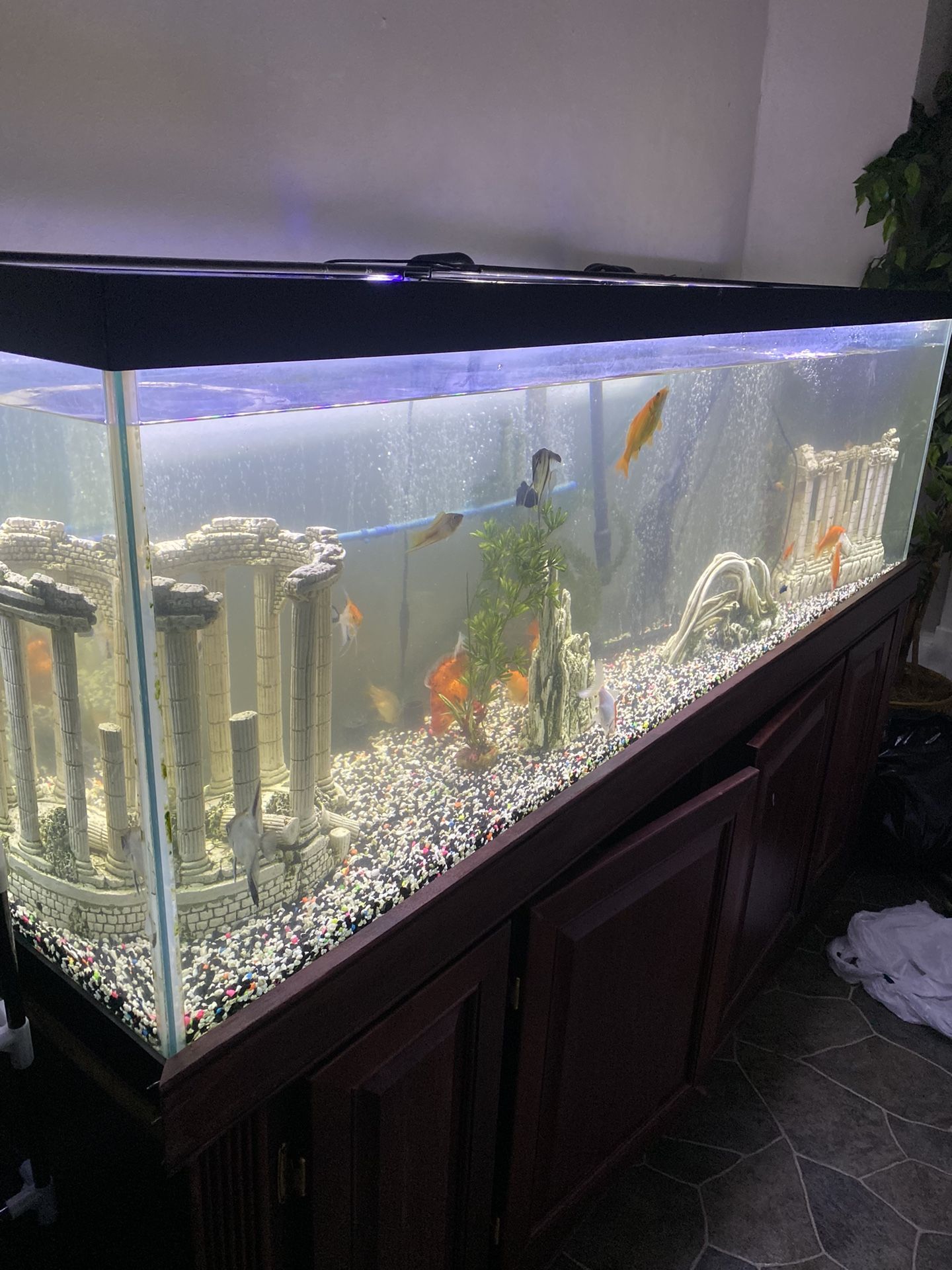 125 Gallon Fish Tank for Sale in Schenectady, NY OfferUp