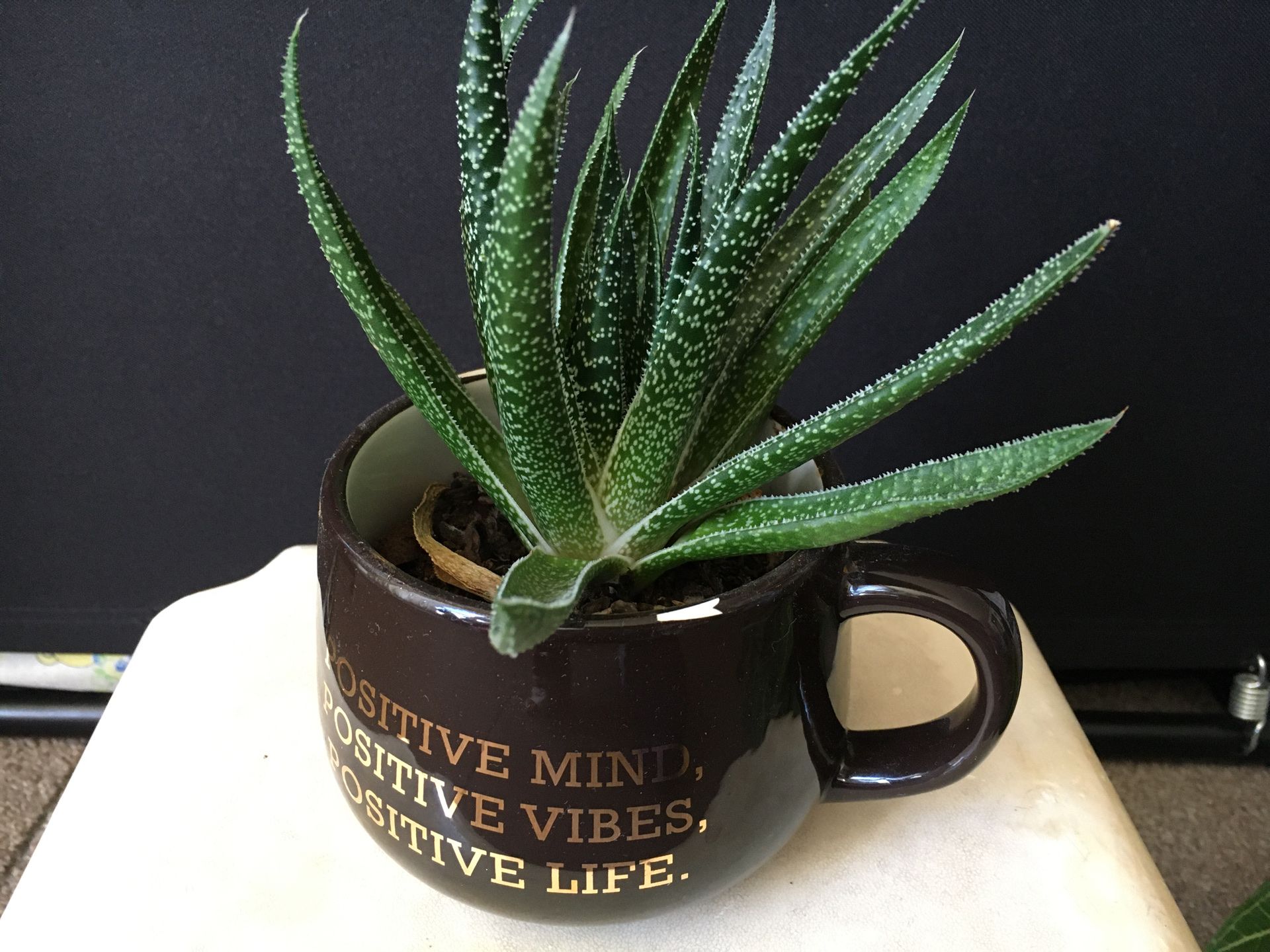 Nice plant