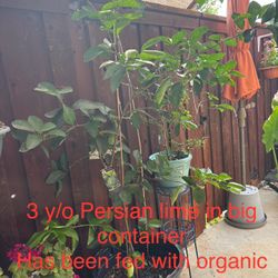 Plants  for Sale (de Venta)